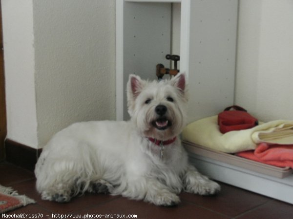 Photo de West highland white terrier