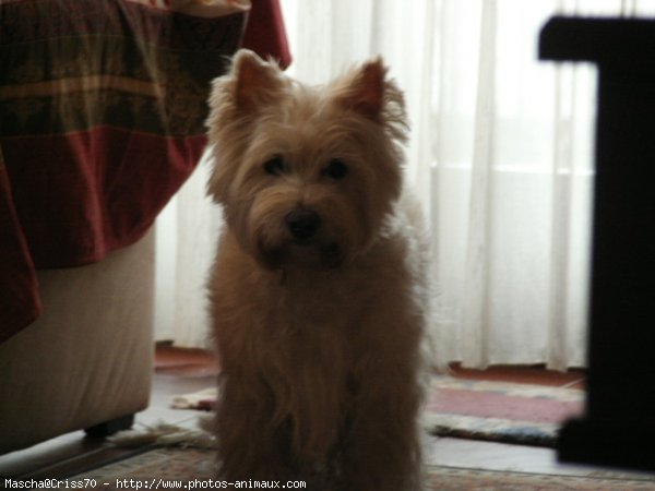 Photo de West highland white terrier