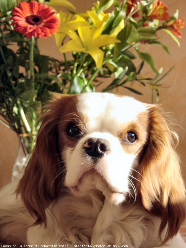 Photo de Cavalier king charles spaniel