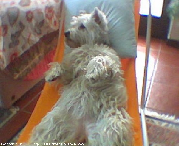 Photo de West highland white terrier