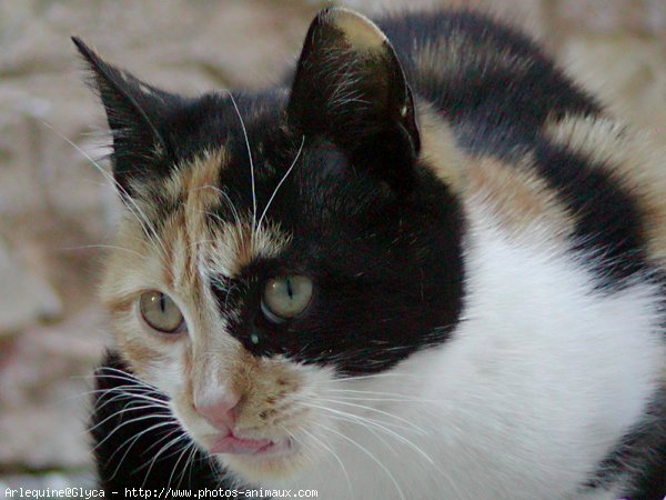 Photo de Chat domestique