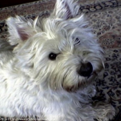 Photo de West highland white terrier