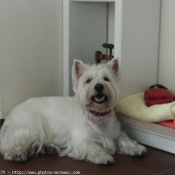 Photo de West highland white terrier