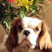 Photo de Cavalier king charles spaniel