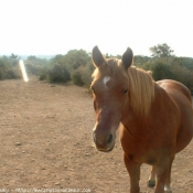 Photo de New forest