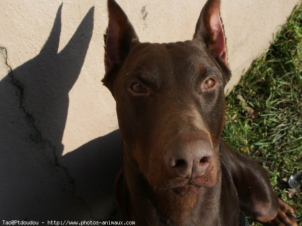 Photo de Dobermann