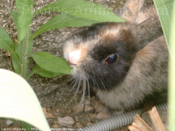 Photo de Lapin