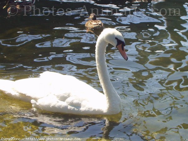 Photo de Cygne