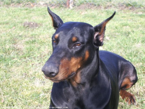 Photo de Dobermann