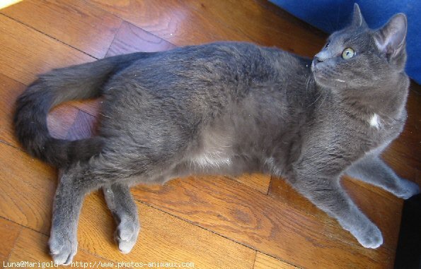 Photo de Chartreux