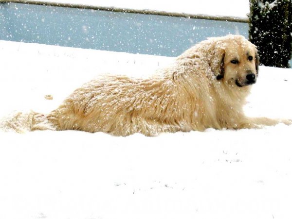 Photo de Chien de berger yougoslave de charplanina