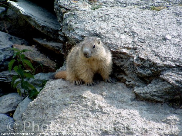 Photo de Marmotte