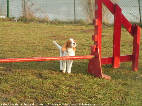 Photo de Cavalier king charles spaniel