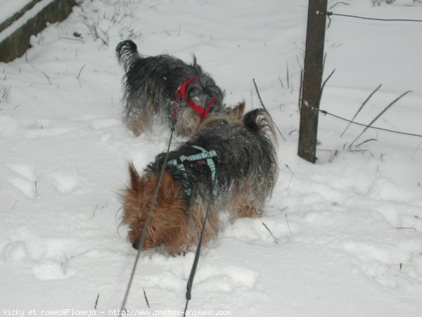 Photo de Yorkshire terrier