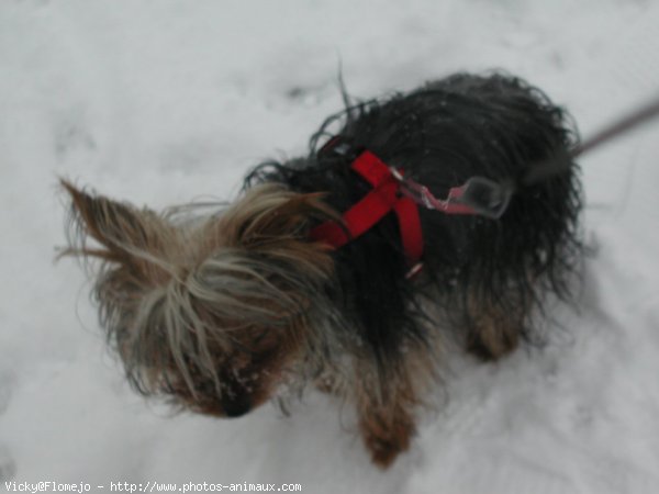 Photo de Yorkshire terrier