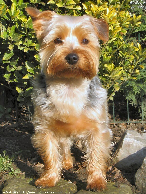 Photo de Yorkshire terrier