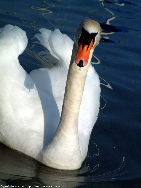 Photo de Cygne