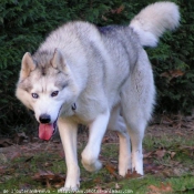 Photo de Husky siberien