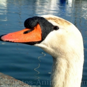 Photo de Cygne