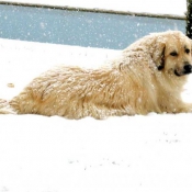 Photo de Chien de berger yougoslave de charplanina