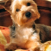 Photo de Yorkshire terrier