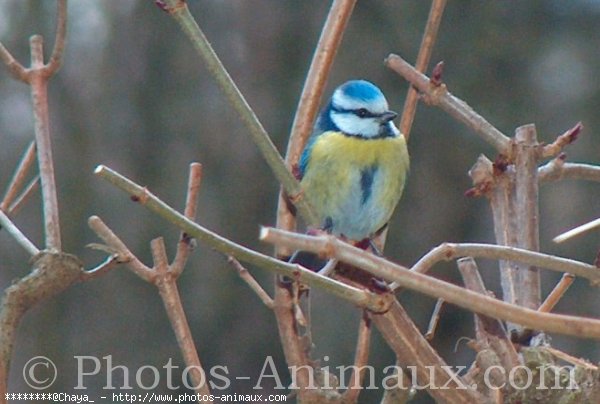 Photo de Msange bleue