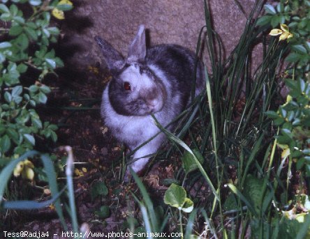 Photo de Lapin