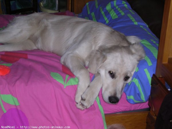 Photo de Golden retriever