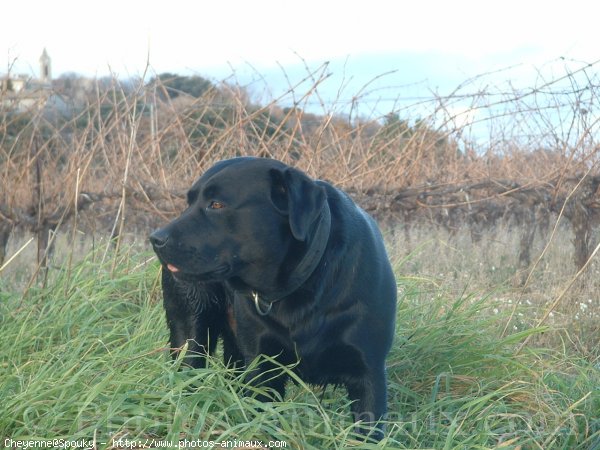 Photo de Labrador retriever