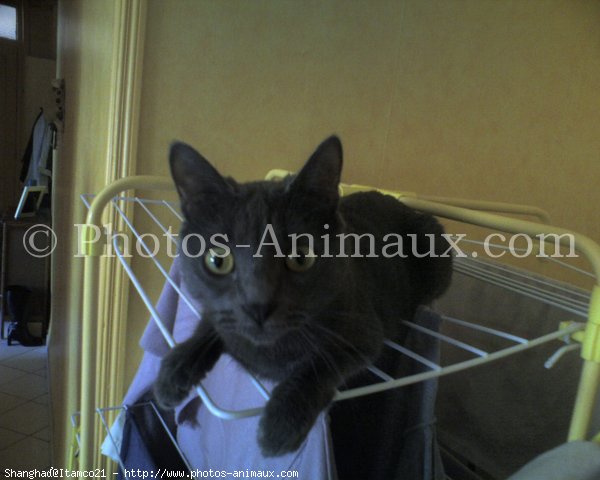 Photo de Chartreux