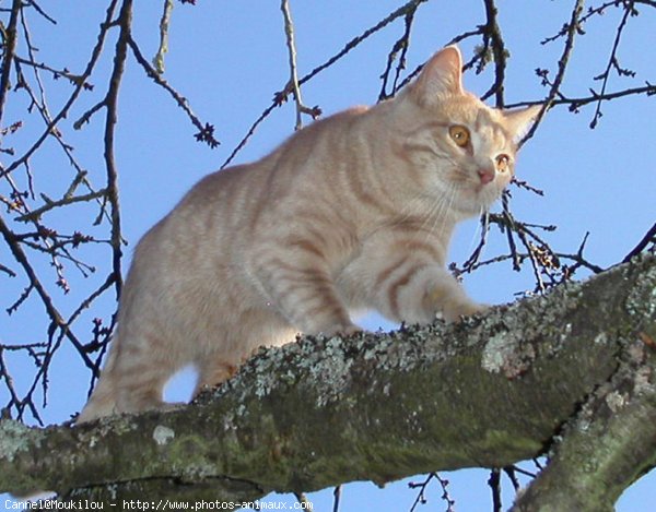 Photo de Chat domestique