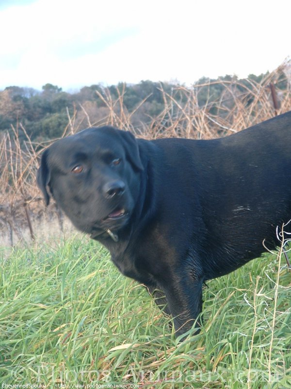 Photo de Labrador retriever