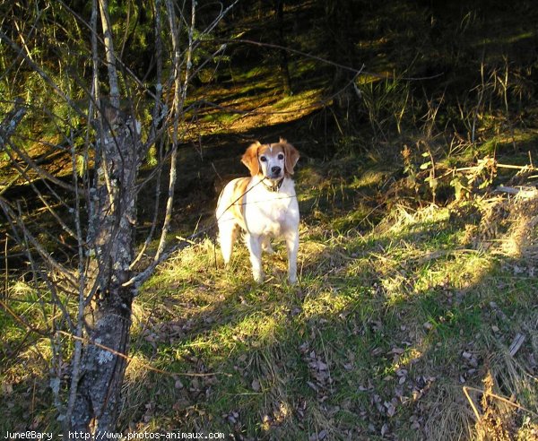 Photo d'Epagneul breton