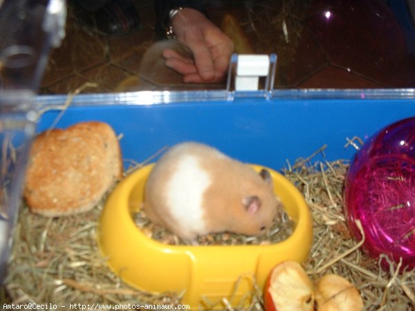 Photo de Hamster