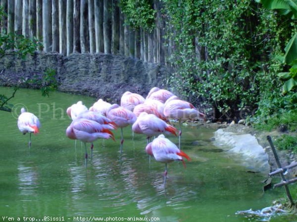 Photo de Flamand rose