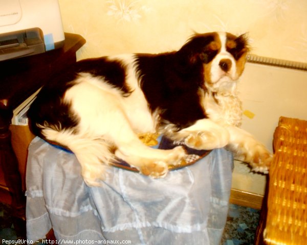 Photo de Cavalier king charles spaniel