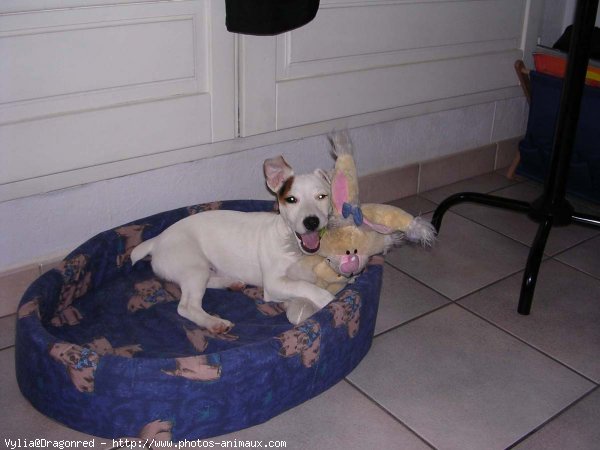 Photo de Jack russell terrier