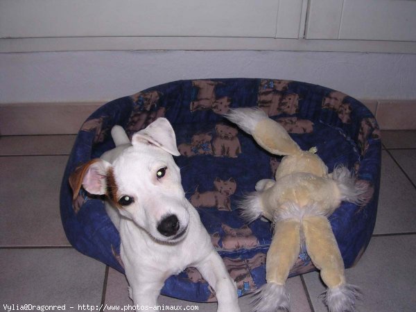 Photo de Jack russell terrier