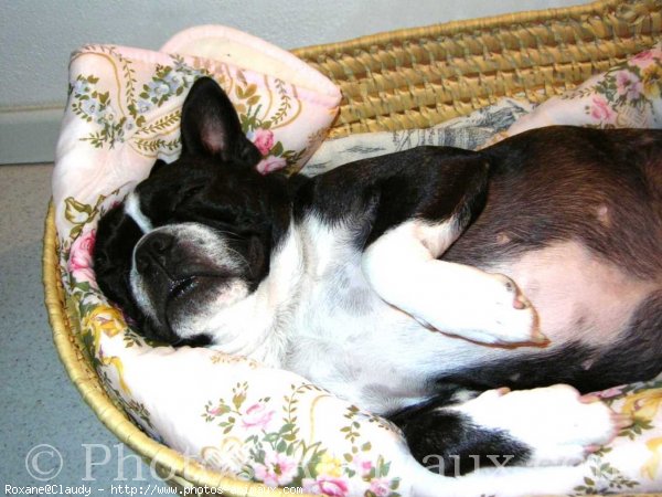 Photo de Boston terrier