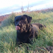 Photo de Labrador retriever