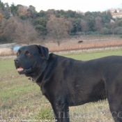 Photo de Labrador retriever