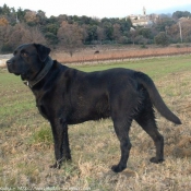 Photo de Labrador retriever