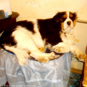 Photo de Cavalier king charles spaniel