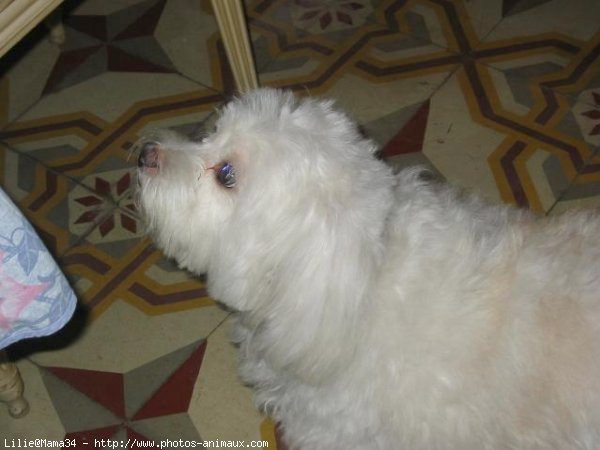 Photo de Bichon maltais