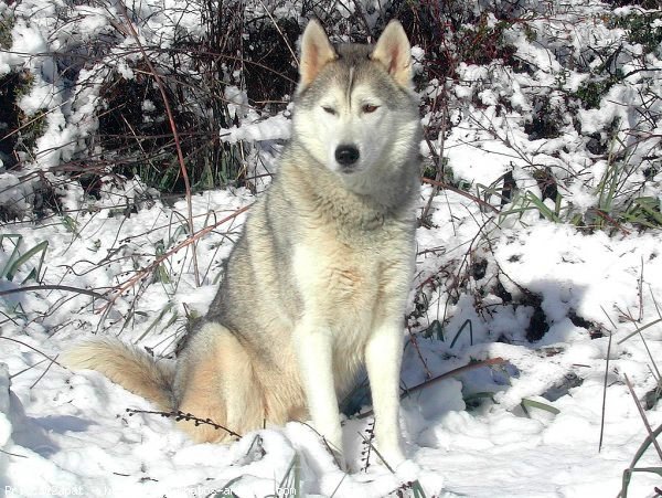 Photo de Husky siberien