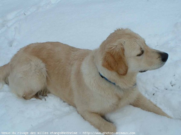 Photo de Golden retriever