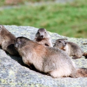 Photo de Marmotte