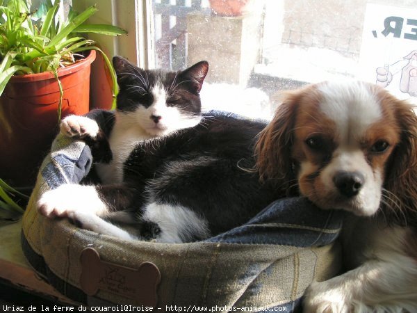 Photo de Cavalier king charles spaniel