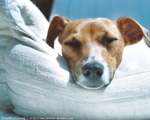 Photo de Jack russell terrier