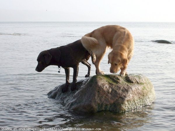 Photo de Races diffrentes